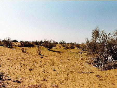 dykumos nuotrauka