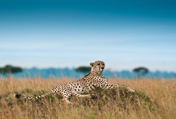 nuotrauka Savannah africa