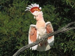 Cockatoo papūgos