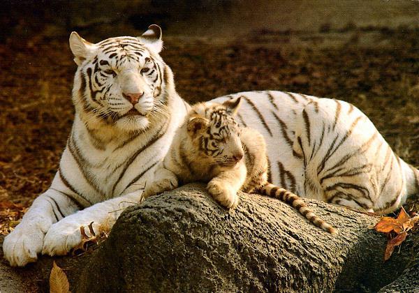 Baltasis tigras gyvūnas