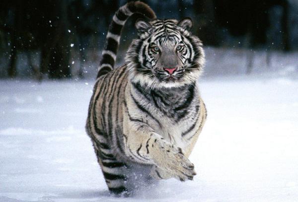 Baltoji tigras - gyvūnas, nurodytas Raudonojoje knygoje. Nuotrauka ir balto tigro aprašymas