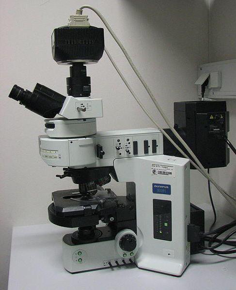 fluorescencinė mikroskopija 