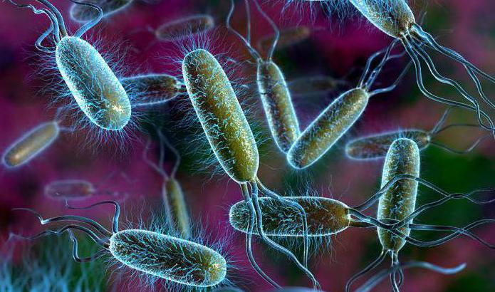 Palyginkite augalų ir bakterijų ląsteles: panašumus ir skirtumus