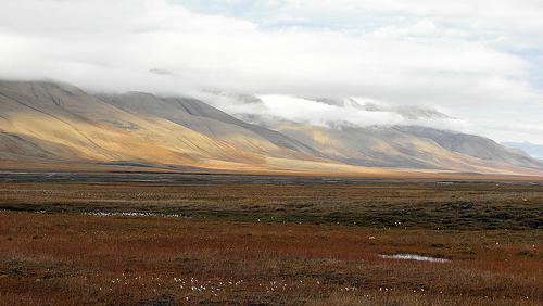 Tundra yra natūrali zona. Trumpas aprašymas