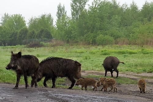 Elgesio taisyklės dėl prigimties: atsargus Dievas saugo