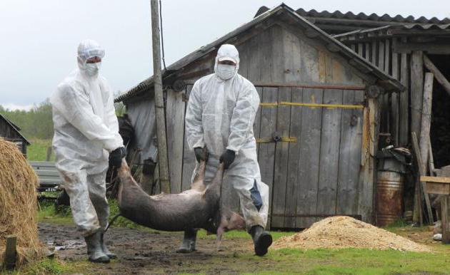 Afrikos kiaulių maras: pavojus žmonėms. Ligos, simptomų ir gydymo aprašymas