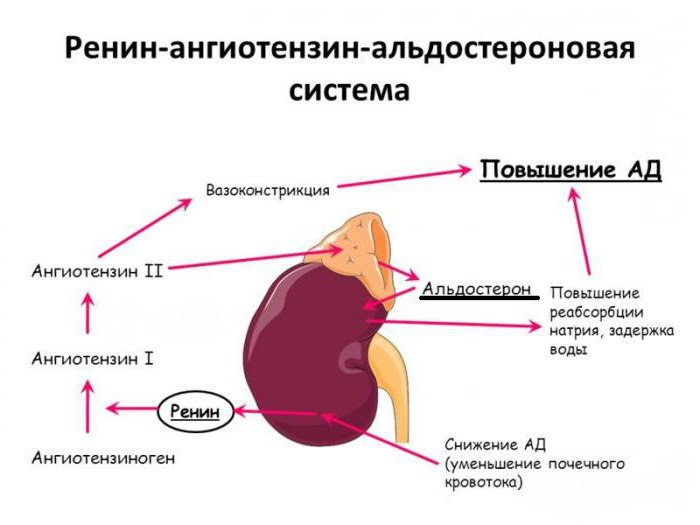 renino agiotenzino aldosterono sistemos schema