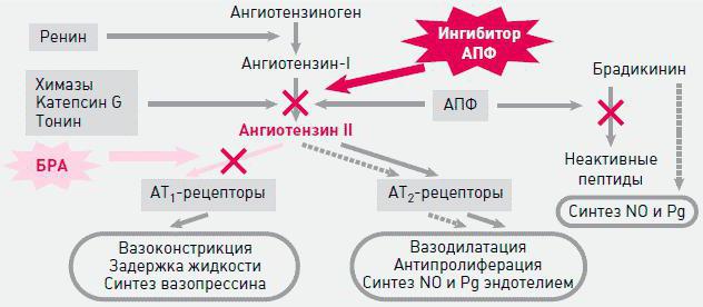 renino agiotenzino aldosterono sistema ir jos vaidmuo