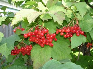 viburnum su medumi. Naudingos savybės