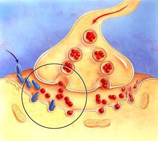 Cholinesterazės inhibitoriai: farmakologiškai