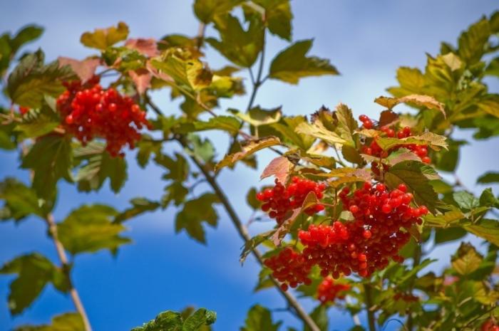 kada rinkti viburnum