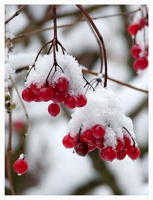 viburnum uogos vaistinės savybės