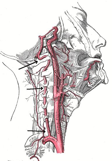 kairioji stuburo arterija