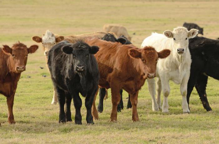 averskite 2 instrukcijas, skirtas naudoti veterinarijoje 