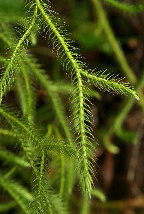 Grass plaun ram: aprašymas, naudingos savybės ir taikymas