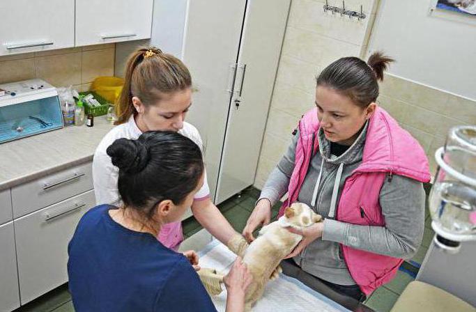 Veterinarijos klinika "Nojaus Ark Kirova"