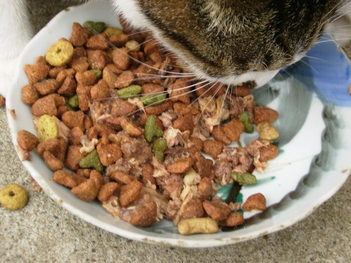 Vitaminas katėms: trūkumas ir perteklius